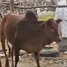 للبيع حسيله
