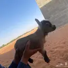 ماعز قزم