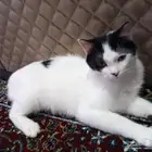 قط ذكر عمره 5 اشهر لعوب ومعه بيت ولتر بوكس