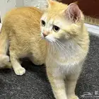 قطه سكره ولدها سمباء ولاغراض 200 كامله