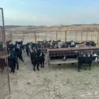 تيووس للبيع