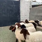 بهم تربية نعيم