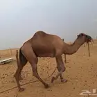 بعير فحل كفو للبيع
