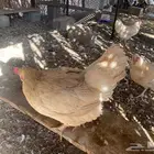 طقم دجاج لوهمان