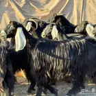 معزا وجفار