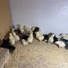 صوص دجاج بلدي