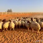 غنم نعيمي
