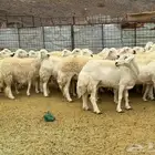 حرش فاخره ومراح طيب