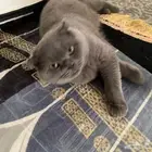 قطه سكوتش فولد عمره تسع شهور