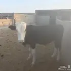عجل حسيل للبيع