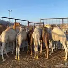 حشاو ع الحليب للبيع
