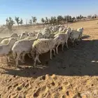 معزاء و حريات