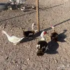 بط مصري منتج شرط