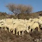 الحرش الفاخره والمراح