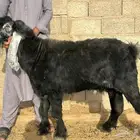 تيس عارضي