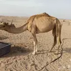 ناقه مهجنه تلقح في بثالثها الموقع ينبع