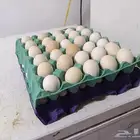 دجاج بلدي ذبح