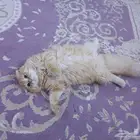 قطه اسكوتش فولد للتبني