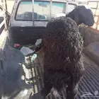 طليان للبيع