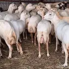 يوجد لدينا ضان رفيديات للبيع العدد 80 راس دوافع قرايب مضاريع