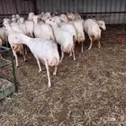 يوجد لدينا ضان رفيديات للبيع العدد 50راس دوافع مضاريع قرايب