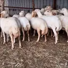 يوجد لدينا ضان رفيديات للبيع العدد 200راس مولدات منها 30راس