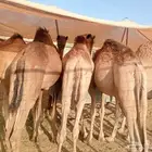 قعدان صومالي مرابي