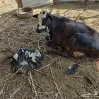 بقرة منتوج بالشقيري