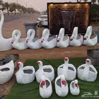 مؤسسة زهرة الخليج الزراعية -نجران -دحضة