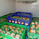مطلوب ممول لمشروع دجاج مبرد