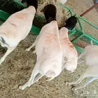برابر بربري وتيوس صومالية مرابي للبيع