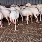 يوجد لدينا ضان رفيديات للبيع العدد 200راس مولدات منها 30