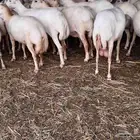 يوجد لدينا ضان رفيديات للبيع العدد 100راس دوافع مضاريع قرايب