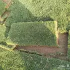 نجيل طبيعي