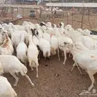 ضان مقاني مناتيج ودفيع ماشاءالله تبارك الله 100