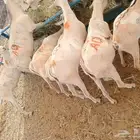 تيوس جدعان تنيان لأصحاب الجمله والملاحم والتفريد