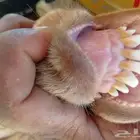 تيس جذع هولندي فاخر