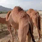 قعدان تربيه 3 شهور زواجات مناسبات