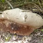 عسل سدر بري انتاج يومي