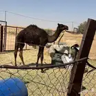 للبيع قعود