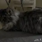 قطط للبيع الانثى ابيض ورصاصي والذكر رصاصي الواحد ب 250
