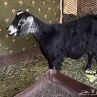 عنز برية سمين