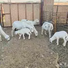 حري حريات دفيع و متابيع