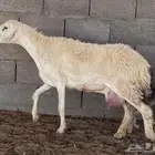 للبيع حريه صنف ومعها رخل((تم البيع تم البيع)))