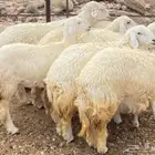 رخال حريات تأسيس مراح تم البيع