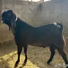 فحل قبرصي صنف للبيع