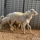 للبيع حريات ولد صنف(((تم البيع)))