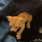 قط صغير للتبني