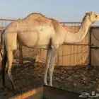 هجن