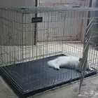 اقفاص قطط كبيره